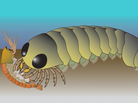 Illustration of what the Mollisonia animal would have looked like at the time it lived, more than 500 million years ago