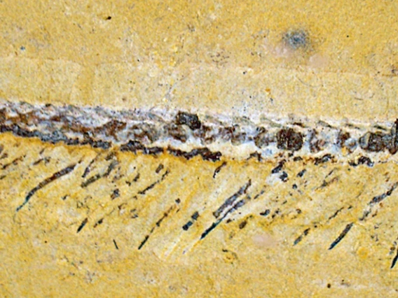 Jianfengia